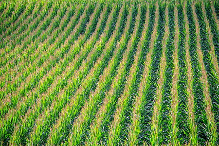 green field at daytime close-up photo thumbnail