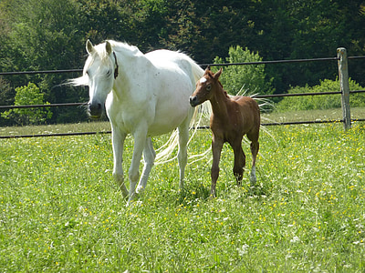 white and brown horses thumbnail