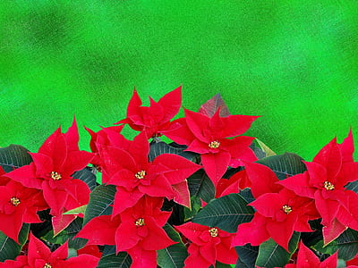 red poinsettia flowers thumbnail