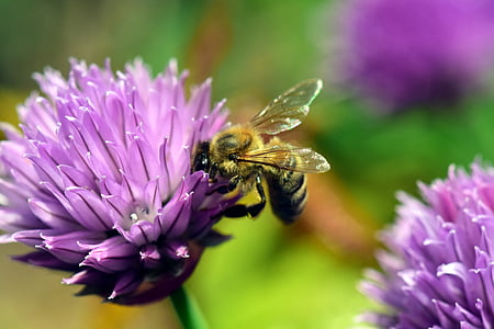 close-up photo of honey bee perched on purple petaled flower thumbnail