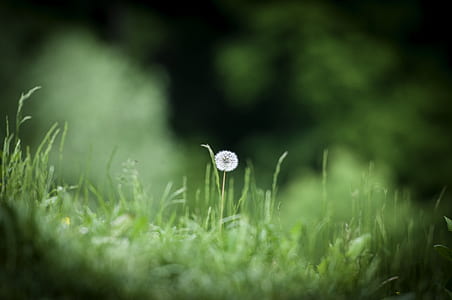 white dandelion flower in bloom on grass field thumbnail