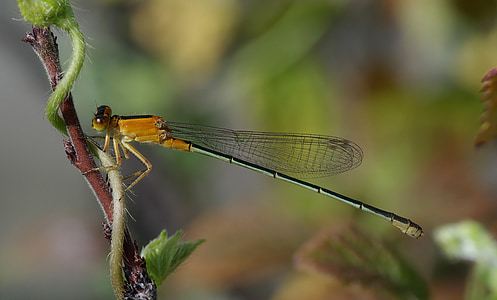 selective focus photo of brown dragonfly thumbnail