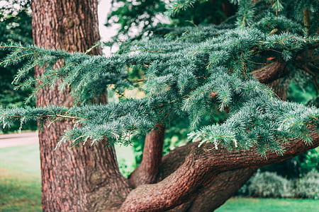 pine tree during daytime thumbnail