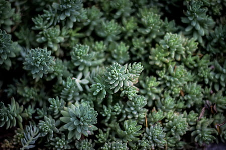 green succulent plants thumbnail