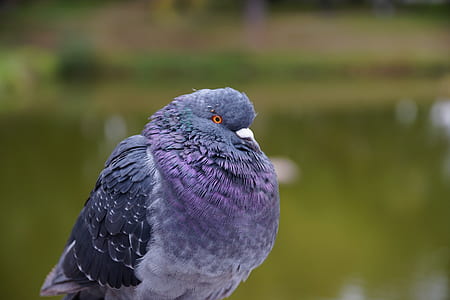 shallow focus photography of purple pigeon thumbnail