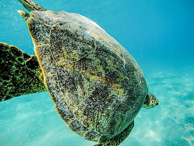 green turtle under the sea thumbnail