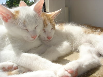 closeup photo of two orange tabby cats thumbnail