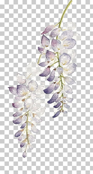 Flower Watercolor painting Wisteria floribunda, Watercolor flowers, purple and white leafed plant illustration PNG clipart