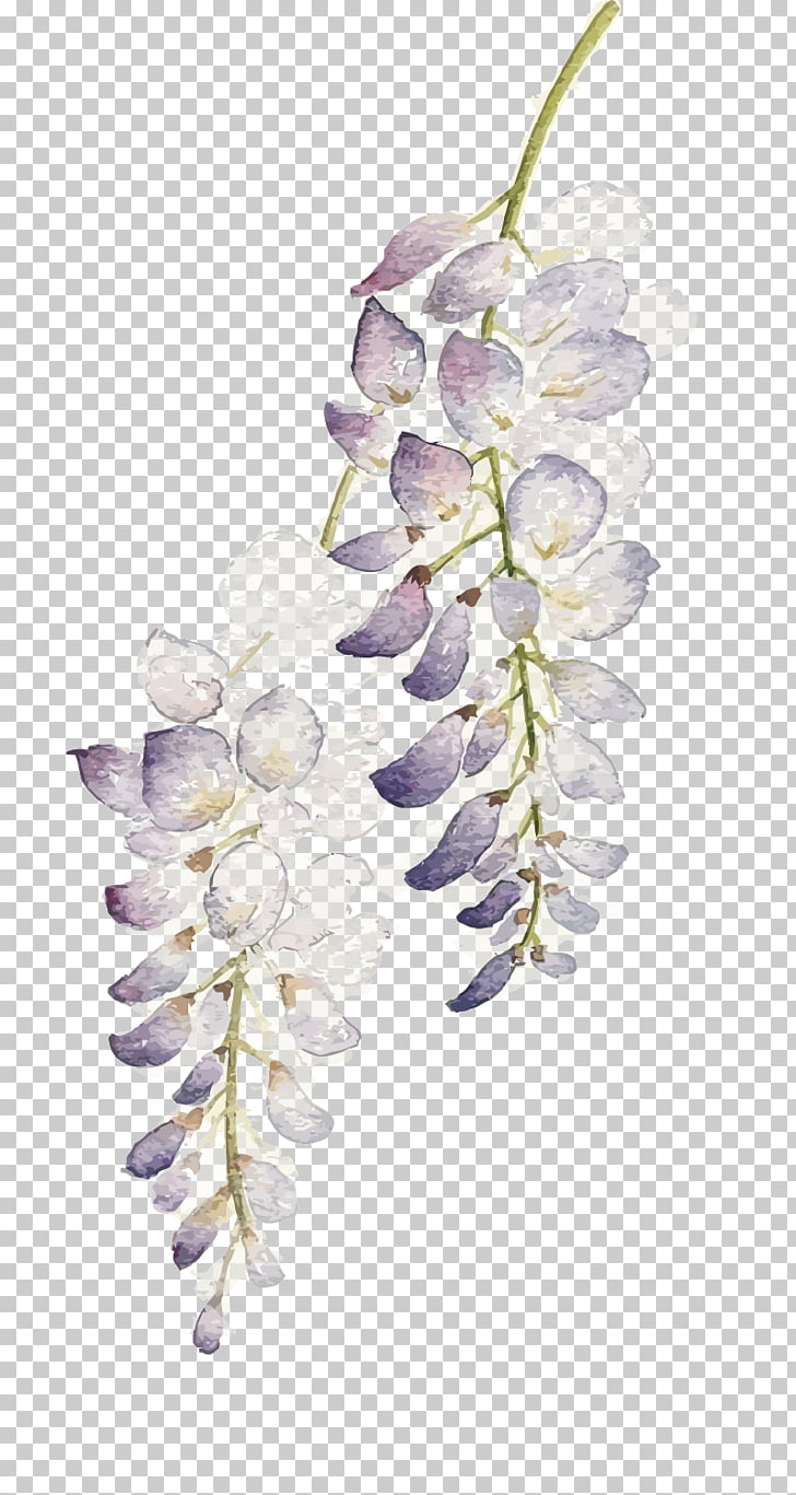 Flower Watercolor painting Wisteria floribunda, Watercolor flowers, purple and white leafed plant illustration PNG clipart