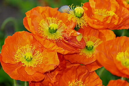closeup photo of five fully bloomed orange petaled flowers thumbnail