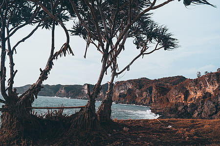 Photo of Trees Near the Sea thumbnail