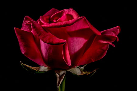 selective focus photography of red rose flower thumbnail