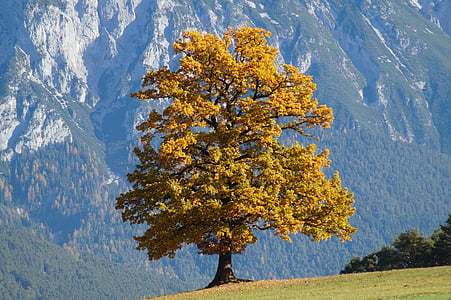 yellow leafed tree in front of mountains during daytime thumbnail