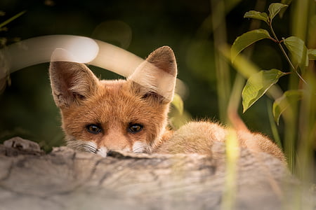 brown fox in closeup photography thumbnail