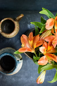 flower, lily, table top, potted plant, pottery, bloom thumbnail
