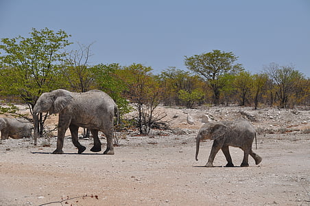two gray elephants thumbnail