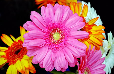pink and orange petaled flower thumbnail