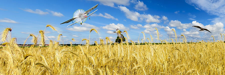 white biplane on air above rice paddy at daytime thumbnail
