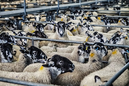 gray sheep lot thumbnail