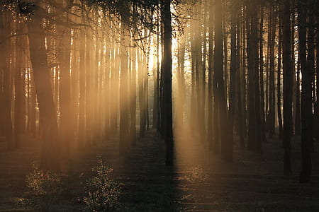 selective focus photography of trees against sunset thumbnail