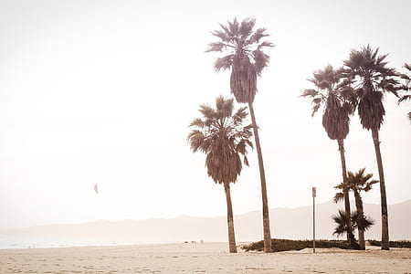 photo of coconut trees in seashore thumbnail