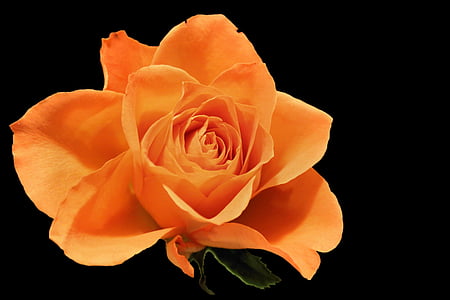 closeup photo of orange rose flower thumbnail