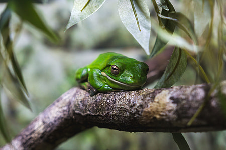 Closeup shot of a tree frog in Australia thumbnail
