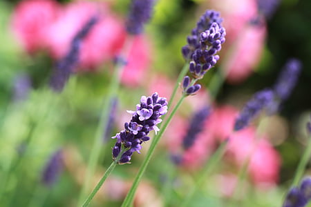 selective focus photography of lavender thumbnail