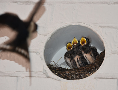 three birds on hole thumbnail