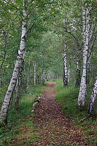 empty road surrounded by trees thumbnail