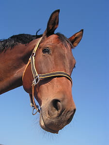 Brown Horse thumbnail
