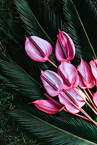 Colorful Exotic Flowers and Greenery thumbnail