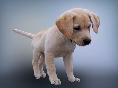 yellow Labrador retriever puppy thumbnail