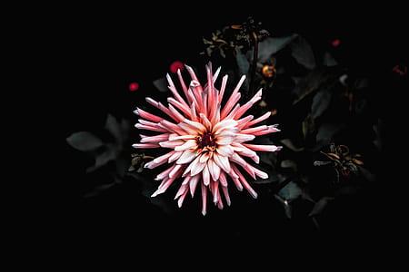 pink flower with dark background thumbnail