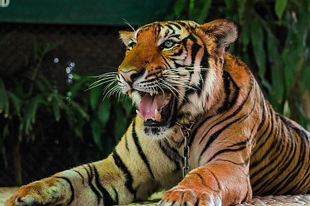 adult Tiger thumbnail