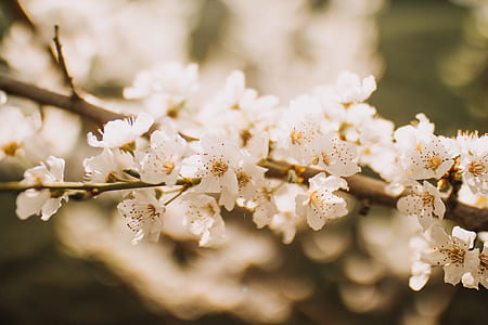 white petaled flower in bloom close-up photography thumbnail