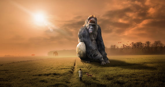 Gorilla illustration thumbnail