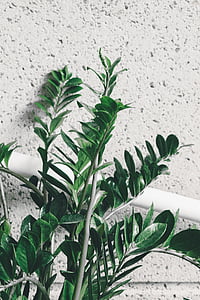 green leafed plant thumbnail