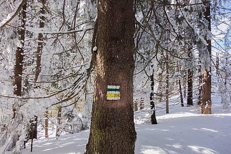 brown tree covered with snow at daytime thumbnail