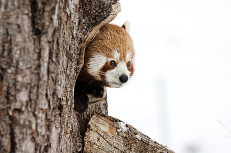 red panda in tree thumbnail