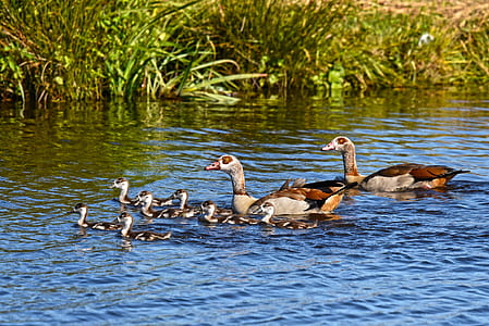 group of ducks on body of water thumbnail