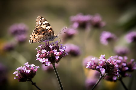 close-up selective focus shot of butterfly on top of purple flower thumbnail