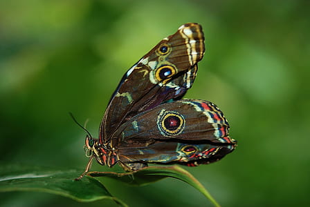 brown butterfly on green leaf thumbnail