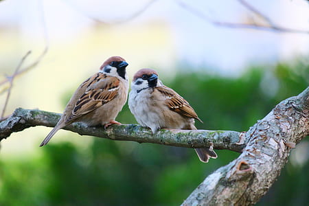 closeup photography of two brown birds perched on tree thumbnail