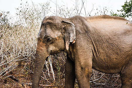 brown elephant thumbnail