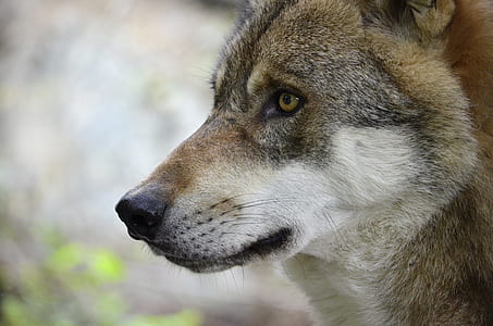 brown wolf thumbnail