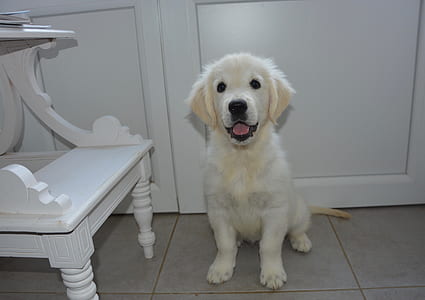 light golden retriever puppy near white wooden table thumbnail