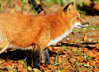 close-up brown and white fox on brown leaf thumbnail