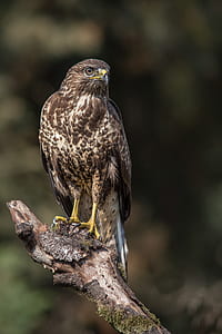gray and brown hawk thumbnail