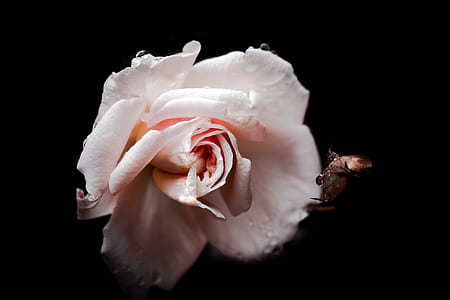 pink rose flower macro photography thumbnail